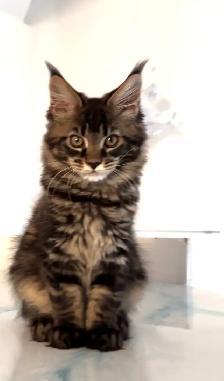 Stunning Maine Coon Kittens: Ready Now   November - Photo 2