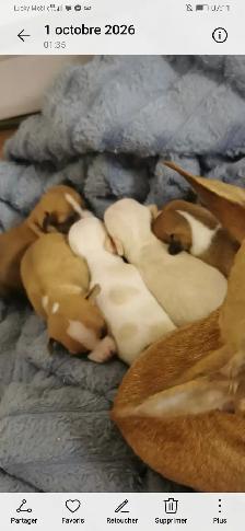Chihuahua / Teckel