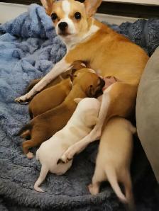 Chihuahua / Teckel - Photo 2
