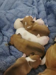 Chihuahua / Teckel - Photo 3