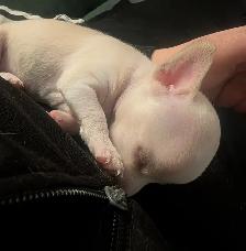 Chihuahua / Teckel - Photo 4