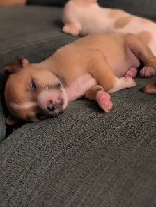 Chihuahua / Teckel - Photo 5