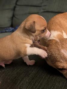Chihuahua / Teckel - Photo 6