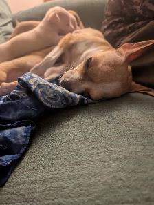 Chihuahua / Teckel - Photo 7