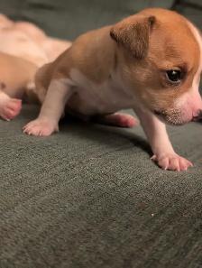 Chihuahua / Teckel - Photo 8