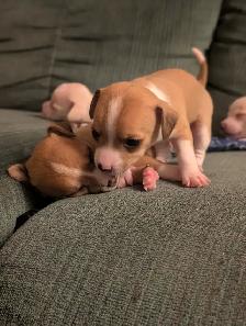 Chihuahua / Teckel - Photo 9