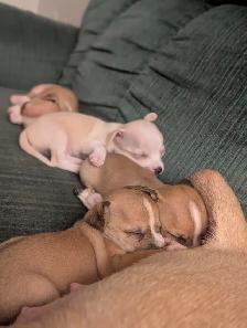 Chihuahua / Teckel - Photo 10