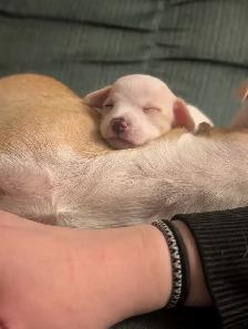 Chihuahua / Teckel - Photo 11