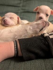 Chihuahua / Teckel - Photo 12