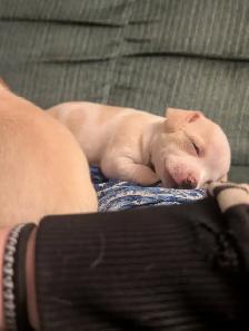 Chihuahua / Teckel - Photo 13