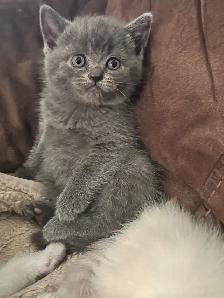 Scottish fold Siamese boys - Photo 2