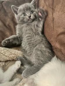 Scottish fold Siamese boys - Photo 3