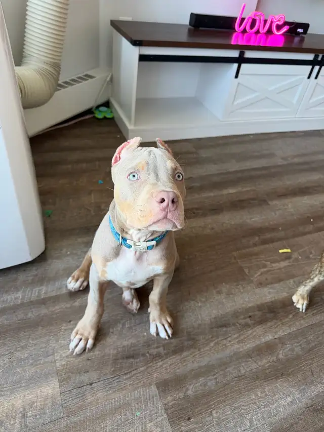 American Bulldog