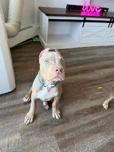 American Bulldog