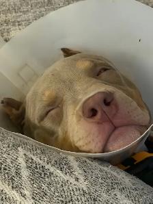 American Bulldog - Photo 4