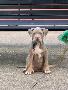 American Bulldog - Photo 5