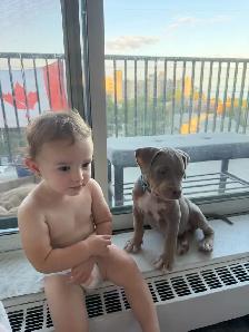 American Bulldog - Photo 7
