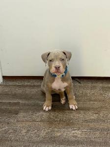 American Bulldog - Photo 8