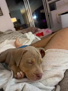 American Bulldog - Photo 9