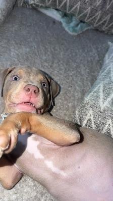 American Bulldog - Photo 10
