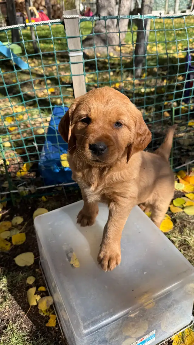 Sweet Red Golden Retriever Puppies
