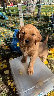 Sweet Red Golden Retriever Puppies