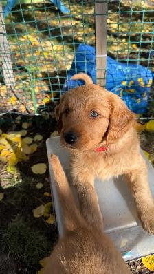 Sweet Red Golden Retriever Puppies - Photo 2
