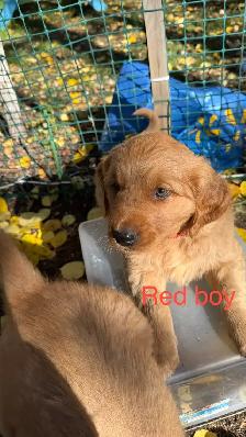 Sweet Red Golden Retriever Puppies - Photo 3