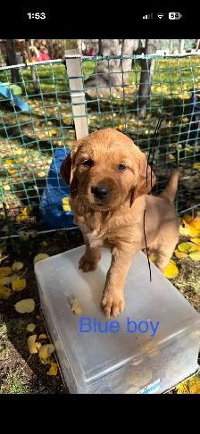 Sweet Red Golden Retriever Puppies - Photo 4