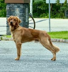 Sweet Red Golden Retriever Puppies - Photo 5