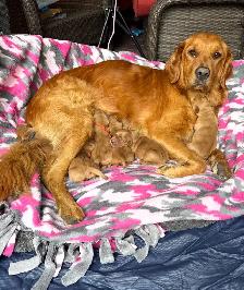 Sweet Red Golden Retriever Puppies - Photo 6