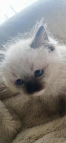 GORGEOUS BABY WHITEMITTTED AND CHOCOLATEPOINT RAGDOLLS!! - Photo 5