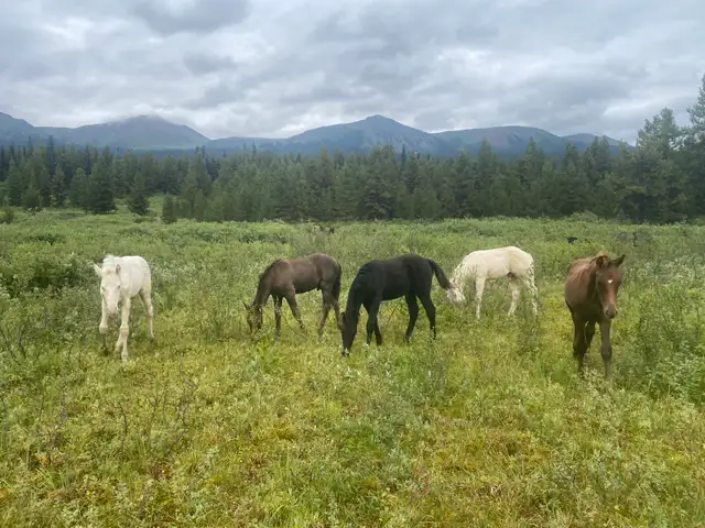 Purebred Morgan weanling foals, 5 to choose from!
