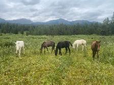 Purebred Morgan weanling foals, 5 to choose from!