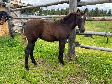 Purebred Morgan weanling foals, 5 to choose from! - Photo 2