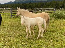 Purebred Morgan weanling foals, 5 to choose from! - Photo 4