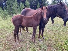 Purebred Morgan weanling foals, 5 to choose from! - Photo 6