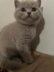 Scottish Straight blue kitten - Photo 2