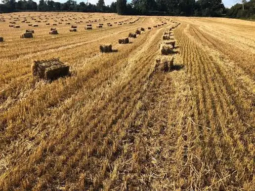 straw square bales