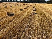 straw square bales