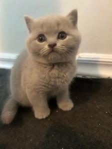 Scottish Straight Blue and Lilac kittens registered in CCA/AFC