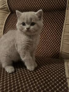 Scottish Straight Blue and Lilac kittens registered in CCA/AFC - Photo 2