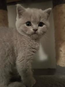 Scottish Straight Blue and Lilac kittens registered in CCA/AFC - Photo 3
