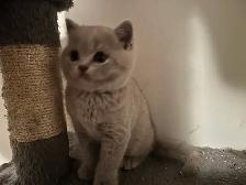 Scottish Straight Blue and Lilac kittens registered in CCA/AFC - Photo 4