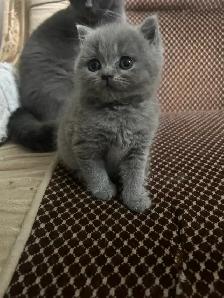 Scottish Straight Blue and Lilac kittens registered in CCA/AFC - Photo 7