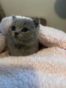Scottish Straight Blue and Lilac kittens registered in CCA/AFC - Photo 8