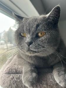 Scottish Straight Blue and Lilac kittens registered in CCA/AFC - Photo 9