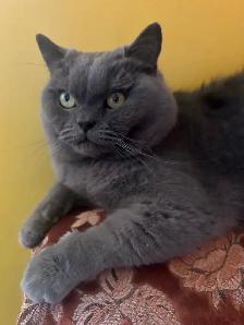 Scottish Straight Blue and Lilac kittens registered in CCA/AFC - Photo 10