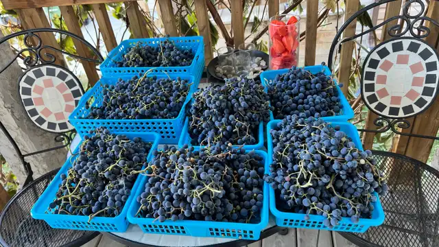 Organic Grapes for Sale