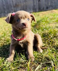 Ready 2 Go! Long Haired Chihuahuas ( 2 left )